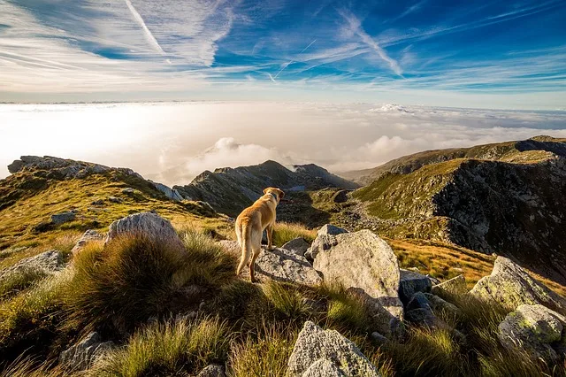 Imagen de portada de «Perros en el Iztaccíhuatl: Se regula acceso con mascotas al Parque Nacional Izta-Popo».