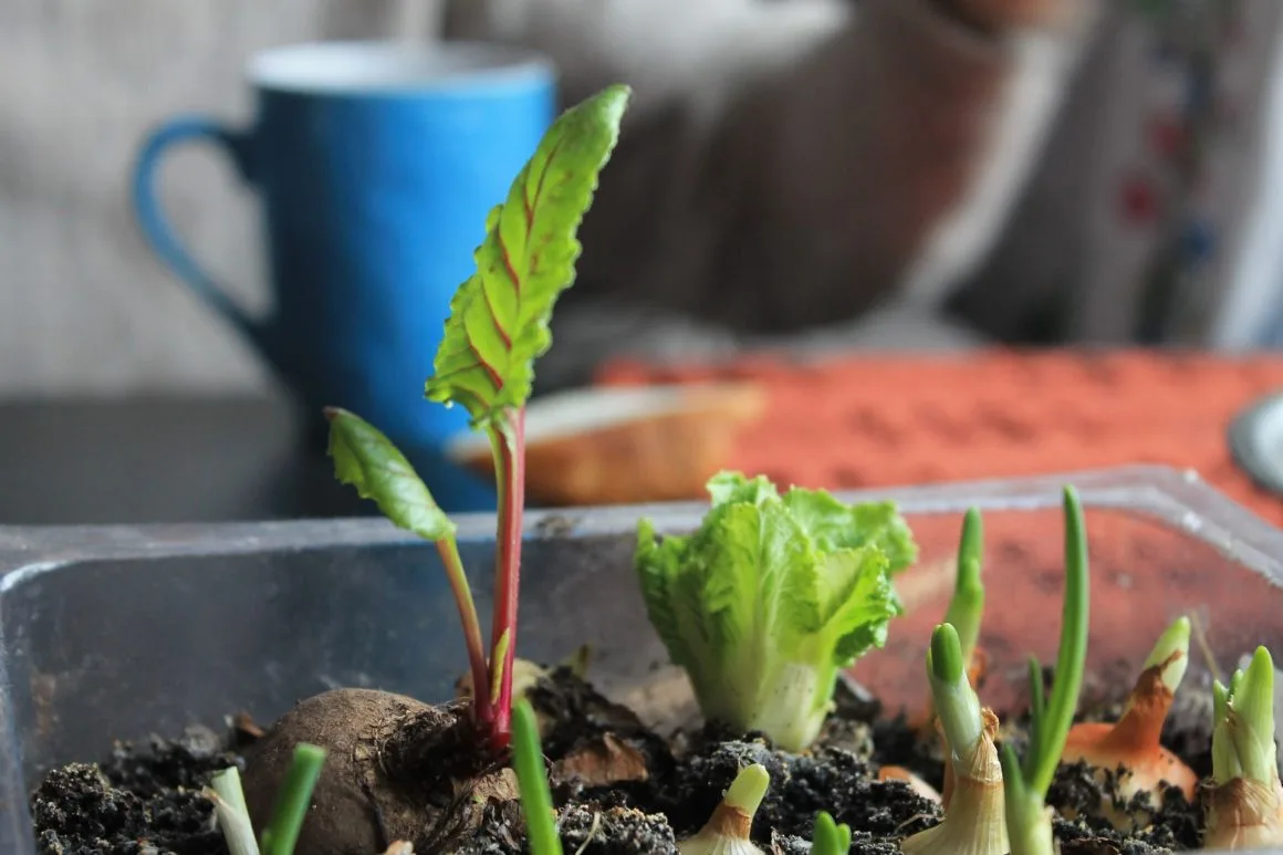 Imagen del archivo de «10 consejos para ser eco-friendly desde casa en tiempos de COVID-19».