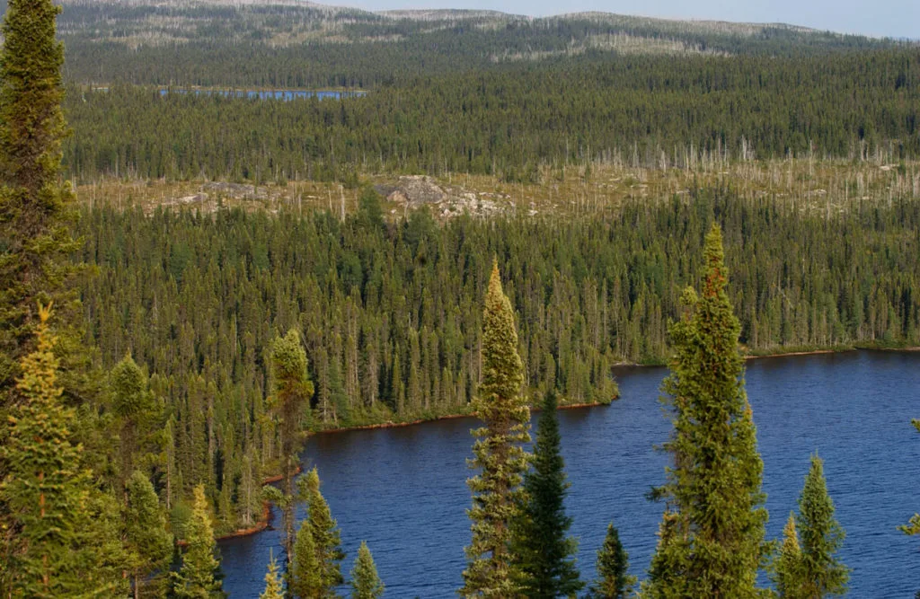 bosque-boreal-canada